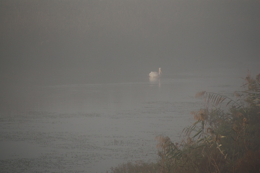 photo "White bird in mist" tags: landscape, nature, water, wild animals