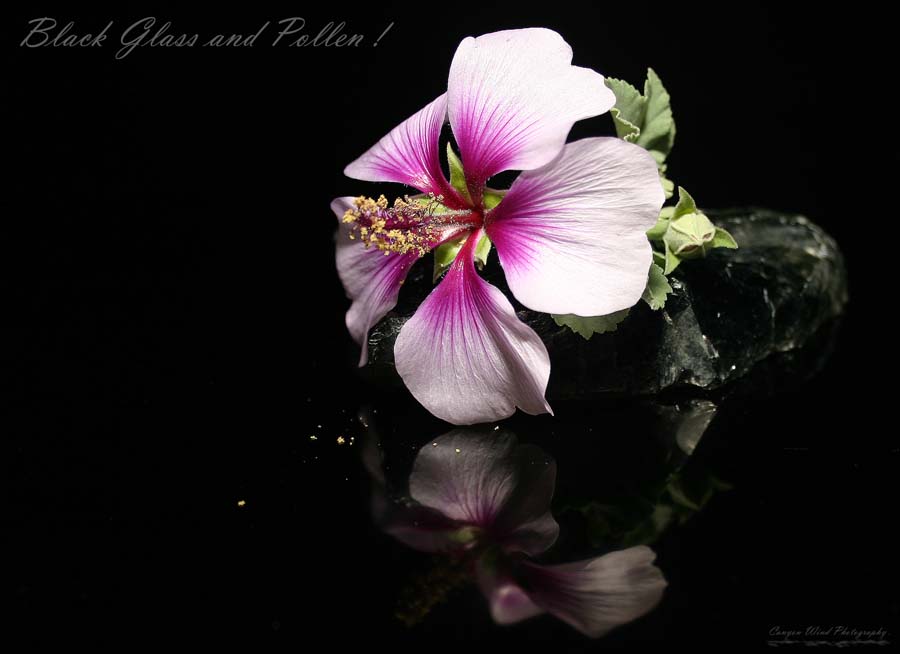 photo "Black Glass and Pollen !" tags: nature, macro and close-up, flowers