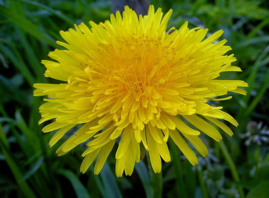 фото "a sunny flower" метки: природа, макро и крупный план, цветы