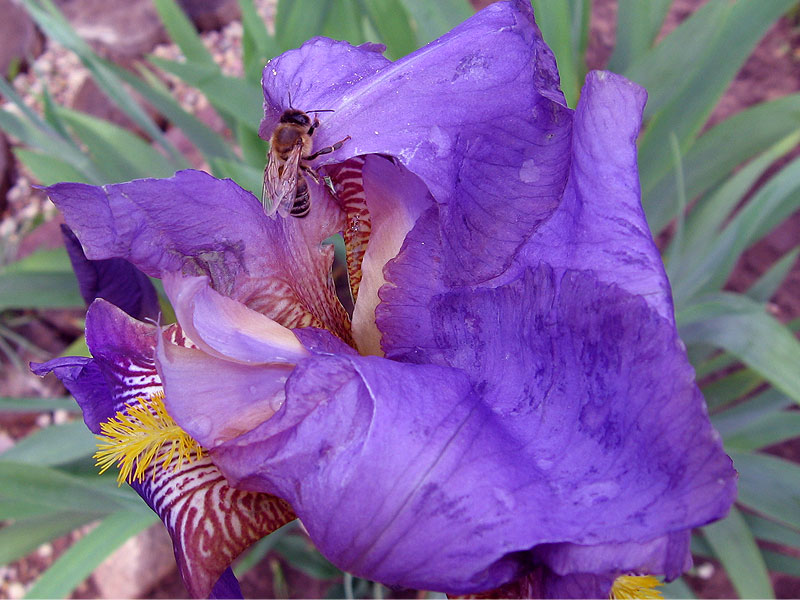 photo "***" tags: nature, macro and close-up, insect