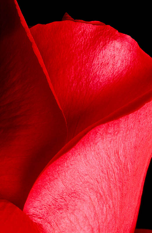 фото "RED" метки: природа, макро и крупный план, цветы