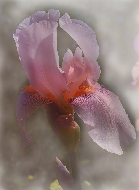 photo "***" tags: nature, misc., flowers