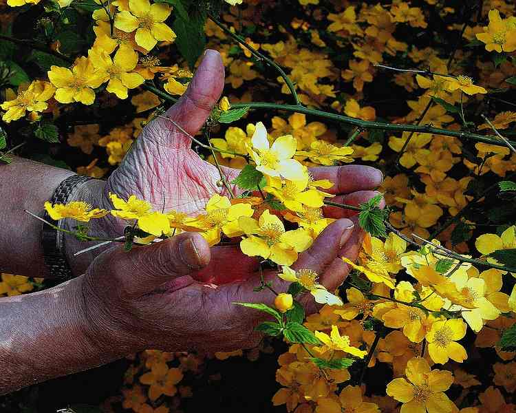 photo "old hands and yellow flowers" tags: nature, flowers