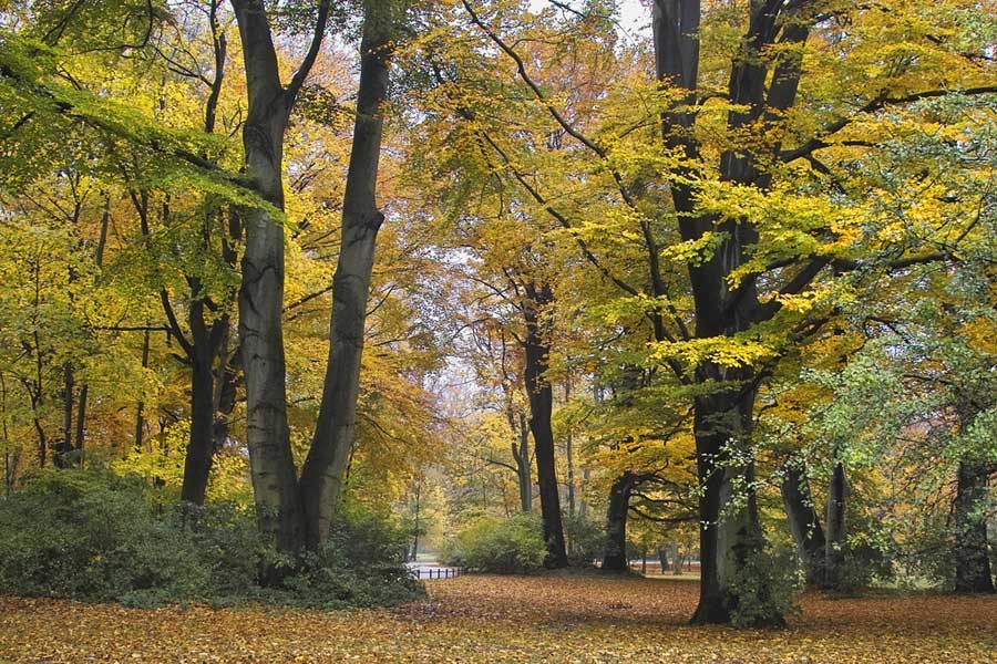 фото "Oct. 23" метки: пейзаж, лес, осень