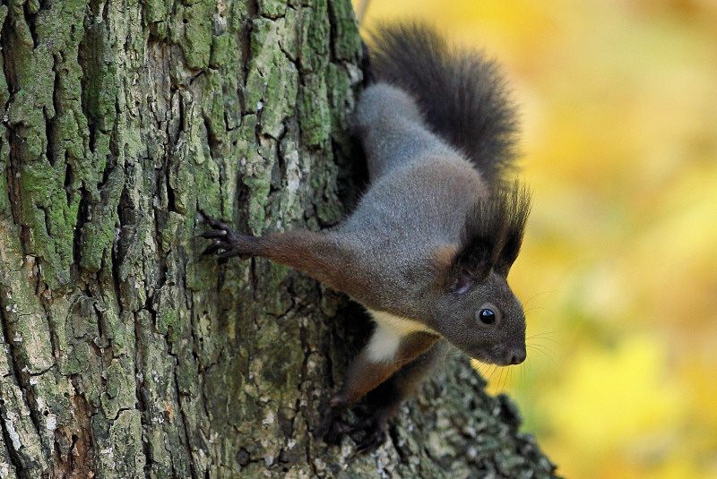photo "Sciurus vulgaris (2)" tags: nature, wild animals