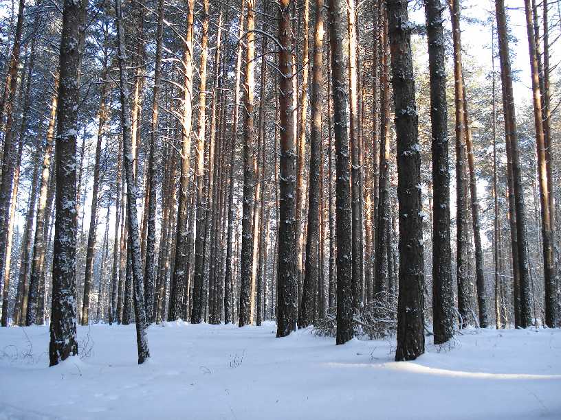 фото "2.12.2007" метки: пейзаж, зима