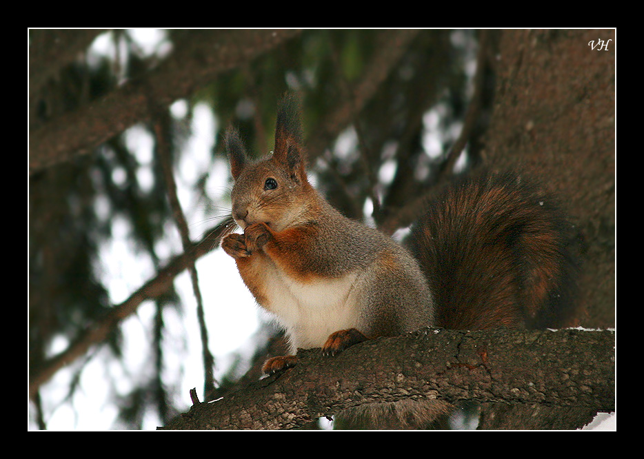 photo "Squirrel" tags: nature, wild animals