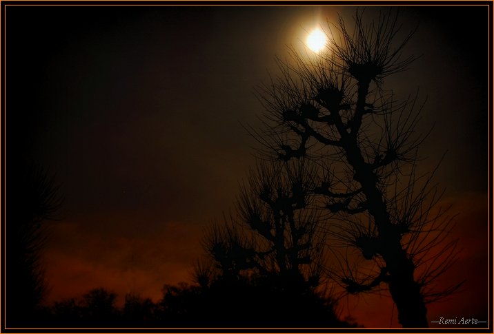 photo "moon over trees" tags: landscape, night