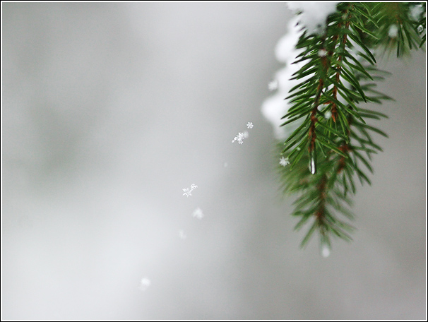 photo "Snow-flakes" tags: , 