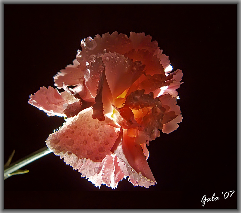 photo "Light and shadow" tags: nature, macro and close-up, flowers