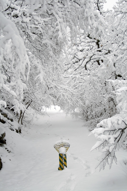 photo "***" tags: landscape, forest, winter