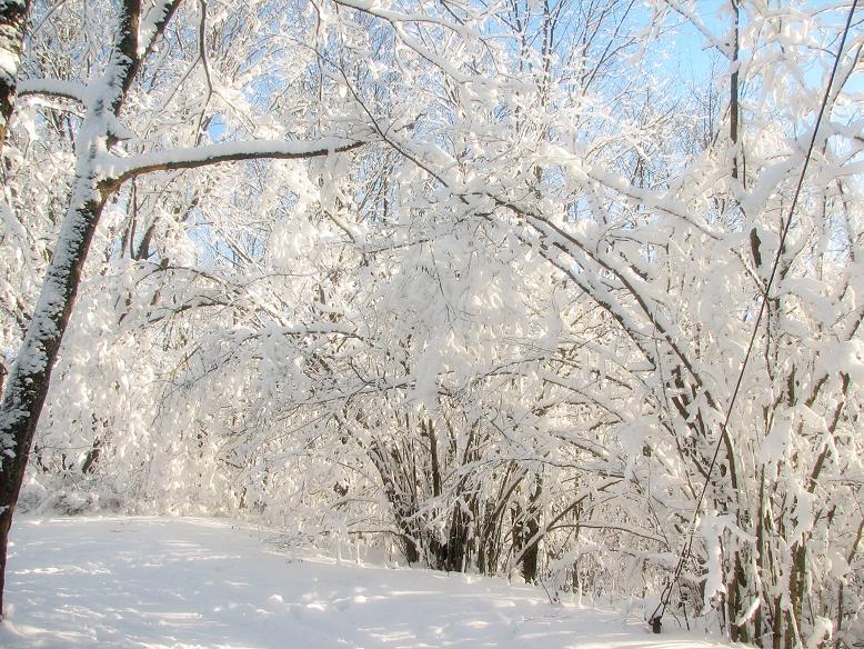 photo "***" tags: landscape, forest, winter