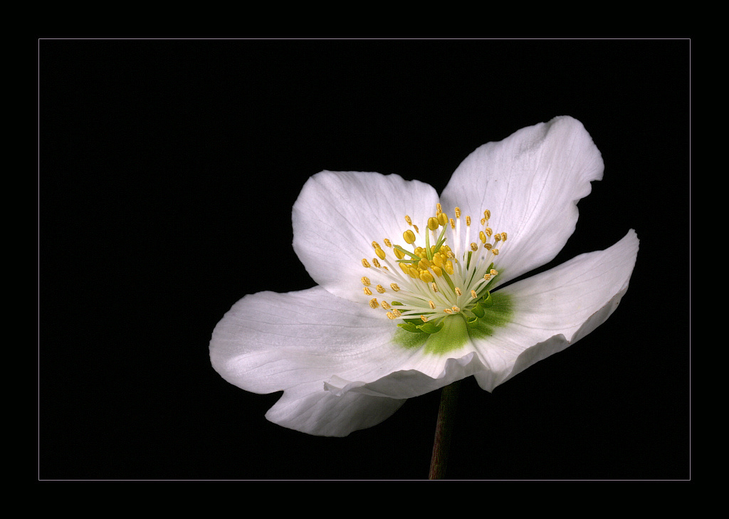 photo "Helleborus" tags: nature, landscape, flowers, winter