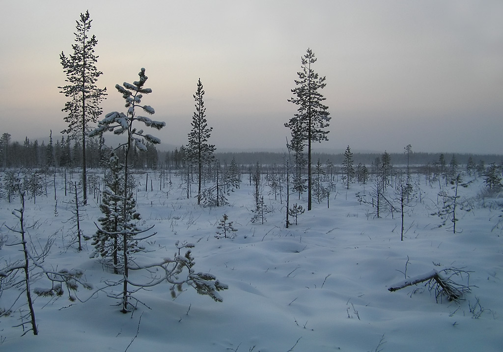 фото "Зимний вечер" метки: пейзаж, зима, лес