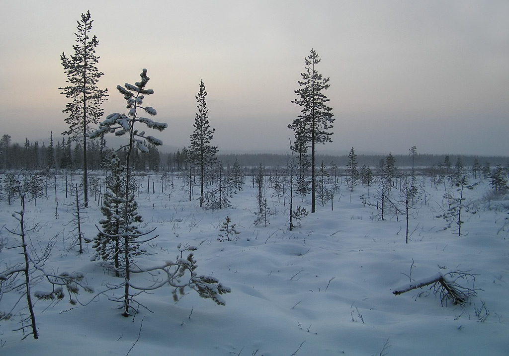 photo "Winter evening" tags: landscape, forest, winter