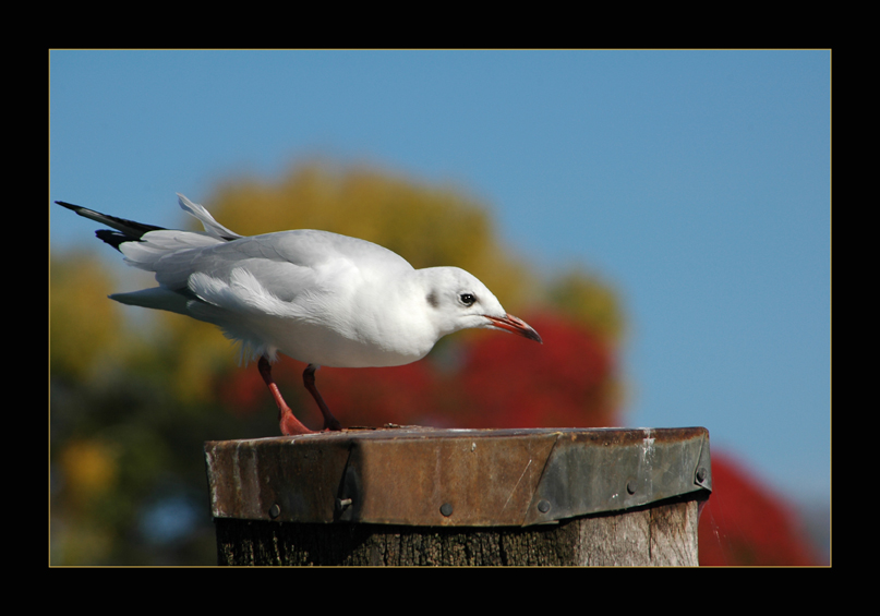 photo "Tchaika" tags: nature, wild animals