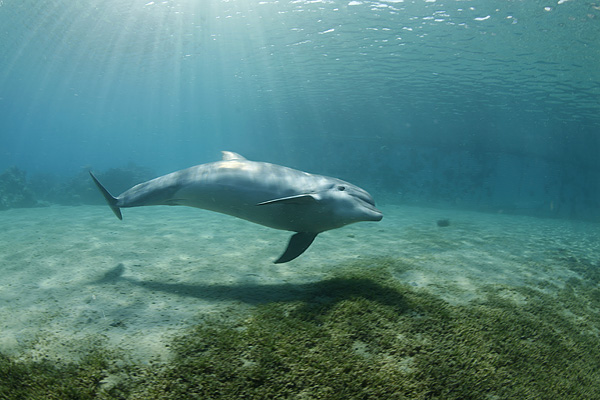 photo "***" tags: underwater, 