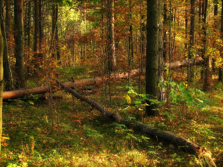 photo "***" tags: landscape, autumn, forest