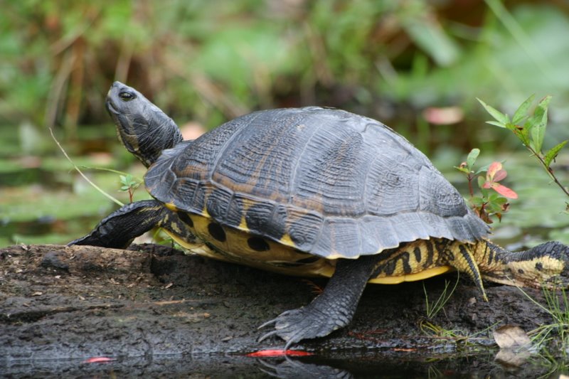 photo "Big turtle" tags: travel, nature, North America, wild animals