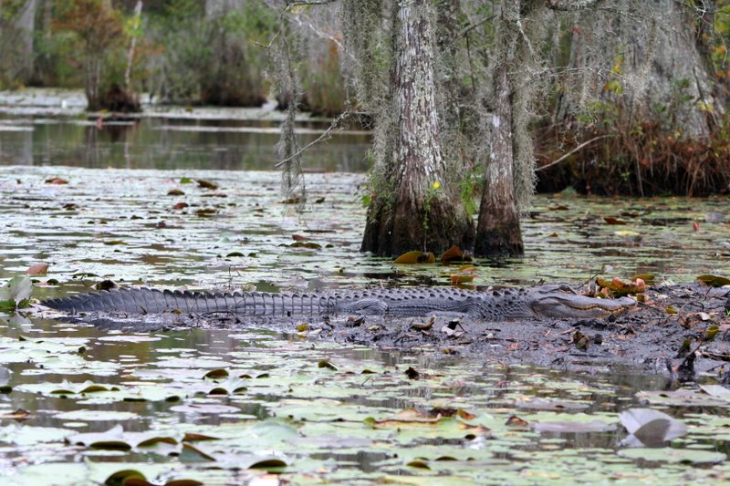 photo "crocodile" tags: travel, nature, North America, wild animals