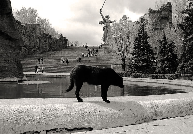 photo "Black dog" tags: city, black&white, 