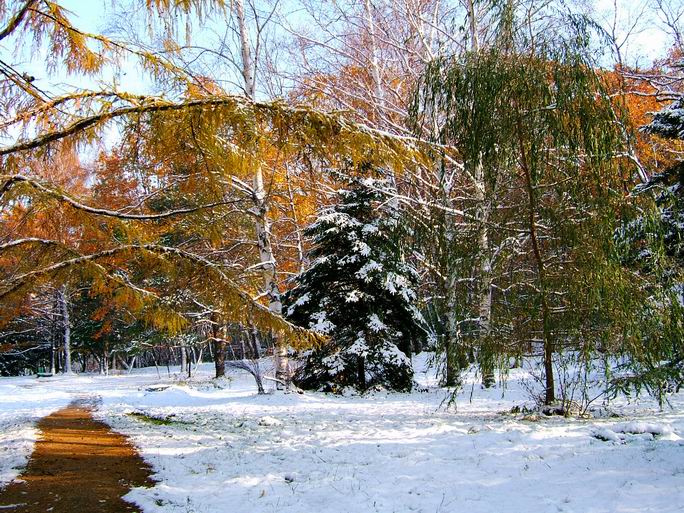 фото "Первый снег" метки: пейзаж, лес, осень