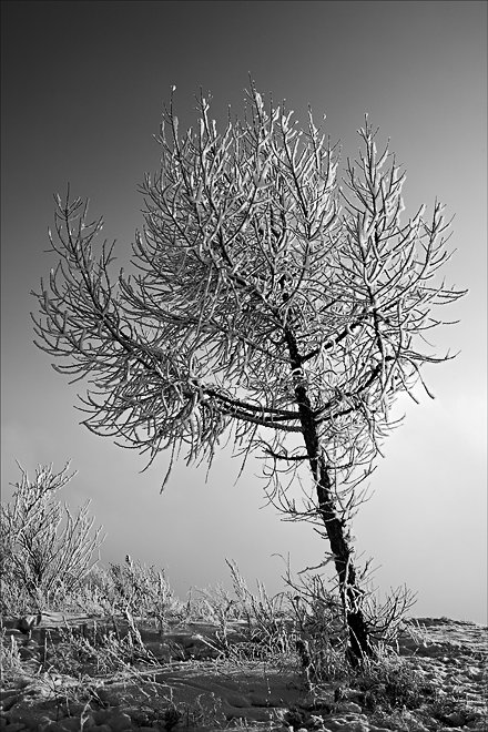 photo "* * *" tags: landscape, black&white, forest