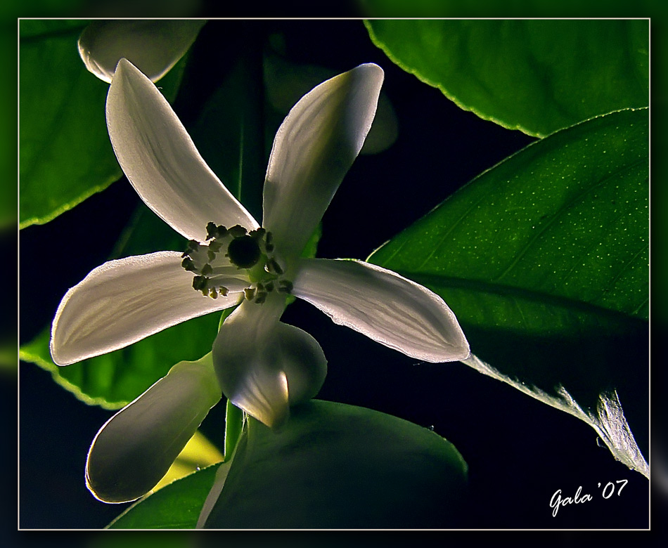 photo "The shadow" tags: nature, flowers