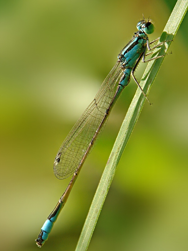 photo "***" tags: macro and close-up, 