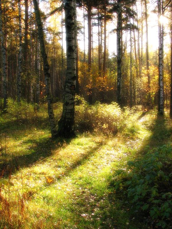 photo "***" tags: landscape, autumn, forest