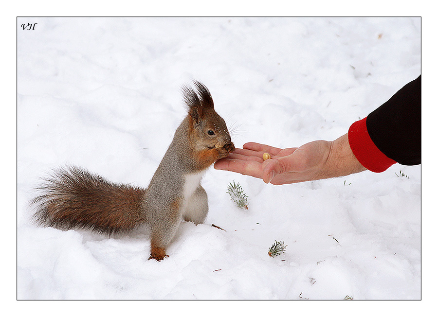 photo "What's to breakfast?" tags: nature, wild animals