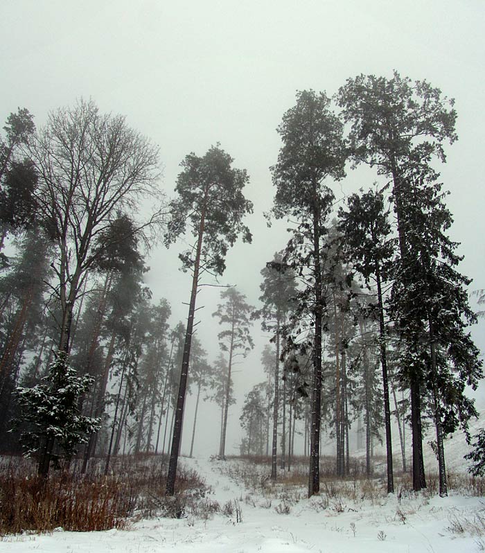 photo "Winter, fog" tags: portrait, 