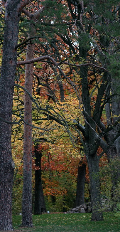 photo "***" tags: landscape, autumn, forest