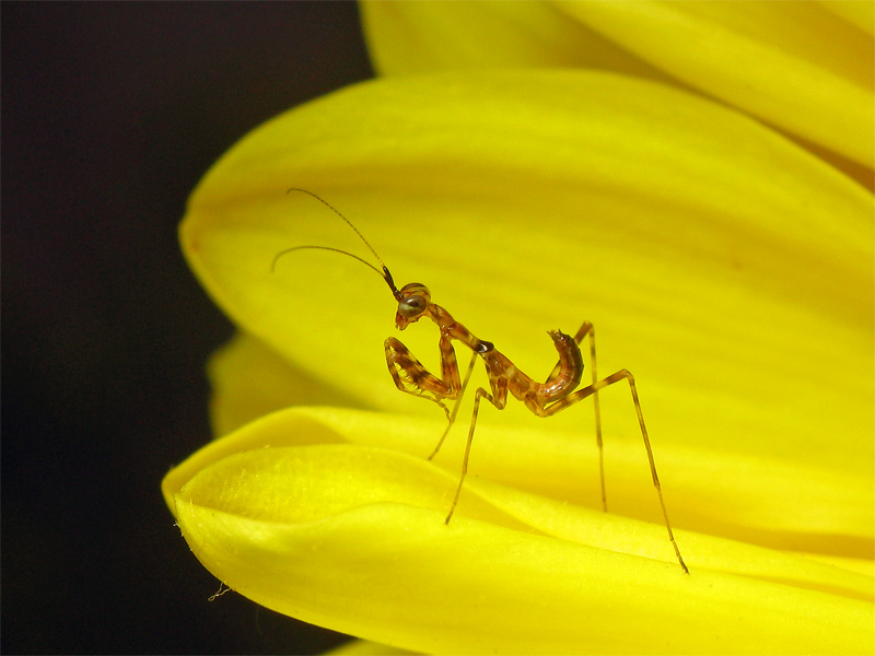 фото "Богомолыш" метки: макро и крупный план, природа, насекомое