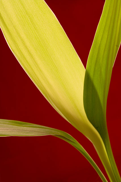 photo "Compex calendar 2008." tags: nature, macro and close-up, flowers