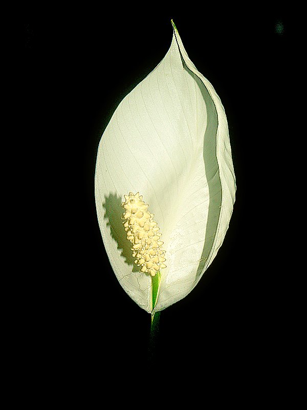 photo "The white flower..." tags: nature, flowers