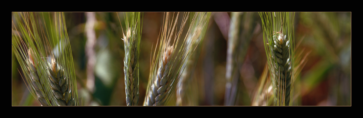 photo "Harvest" tags: nature, panoramic, flowers