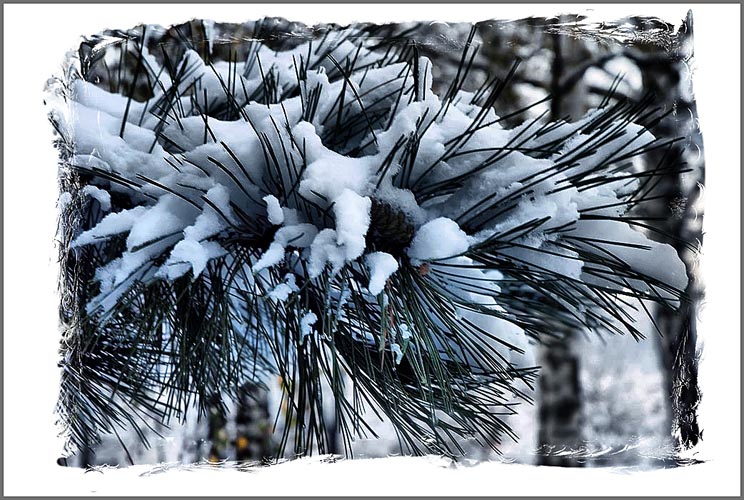 фото "Зимна приказка" метки: пейзаж, зима, лес