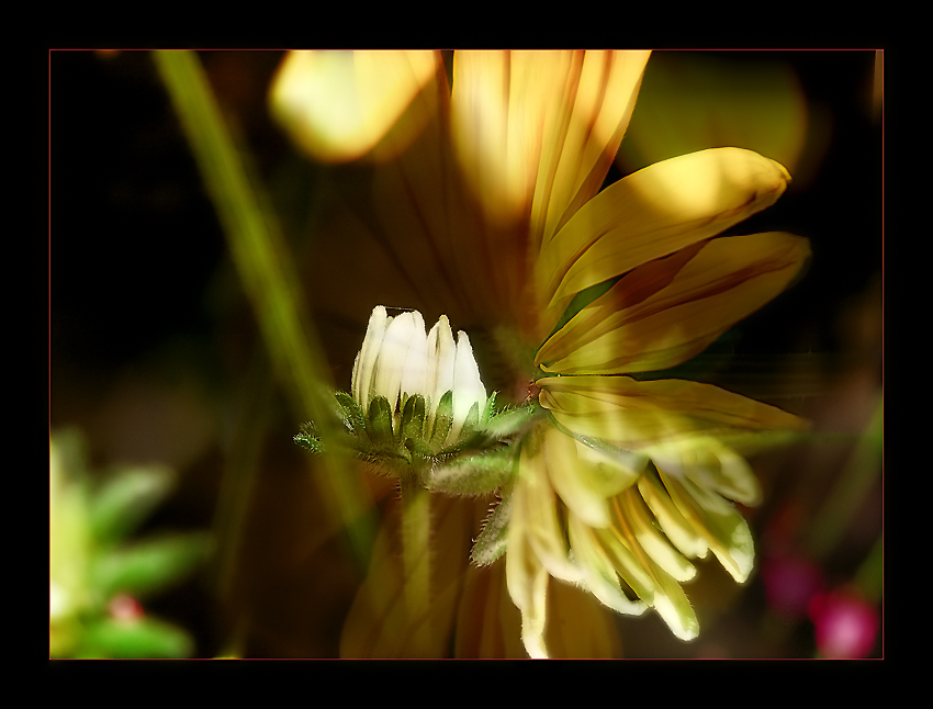 photo "Flowers!" tags: nature, flowers