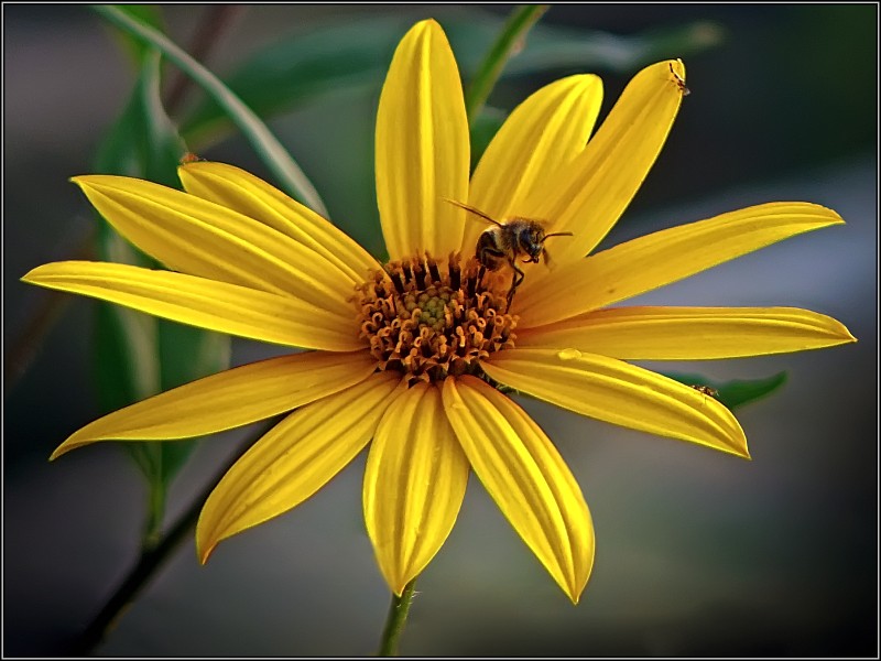 photo "Веes ballet" tags: macro and close-up, nature, insect