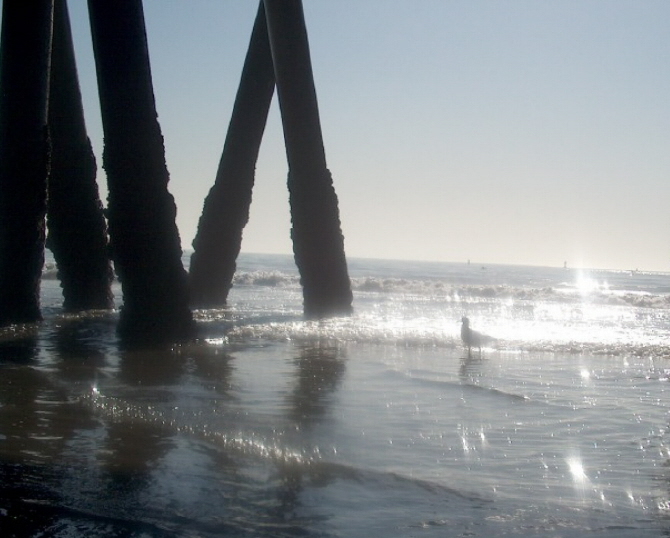 photo "Bird under the pier" tags: landscape, nature, water, wild animals