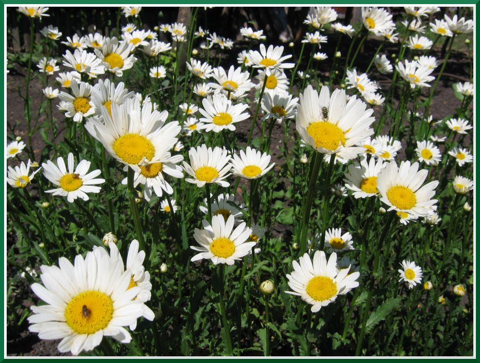 photo "***" tags: nature, flowers