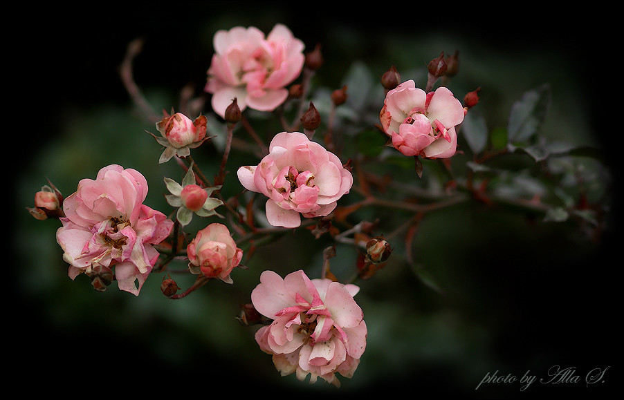 фото "Розы в декабре" метки: природа, цветы