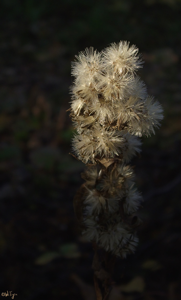 photo "***" tags: nature, flowers