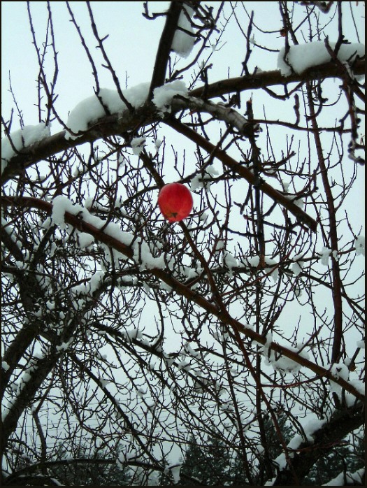photo "survivor" tags: landscape, winter