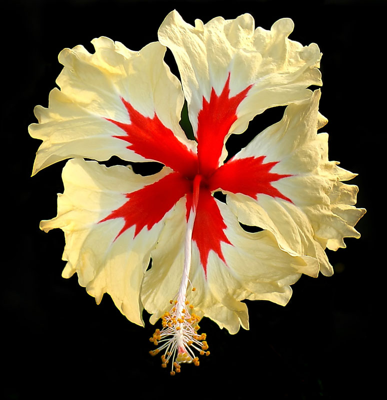 photo "01283b Hibiscus" tags: nature, macro and close-up, flowers