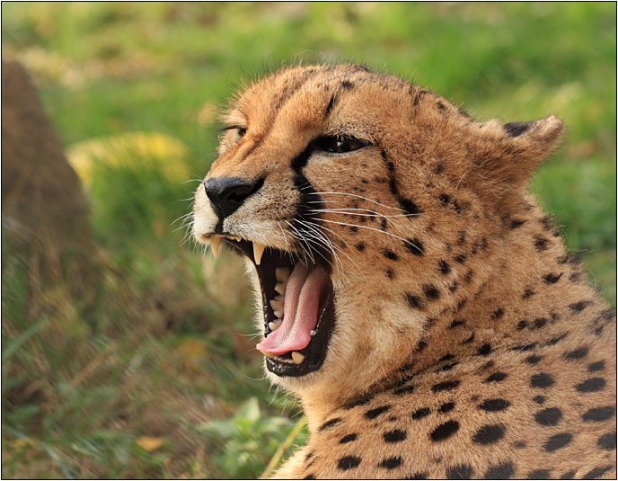 photo "Coquetry" tags: nature, wild animals