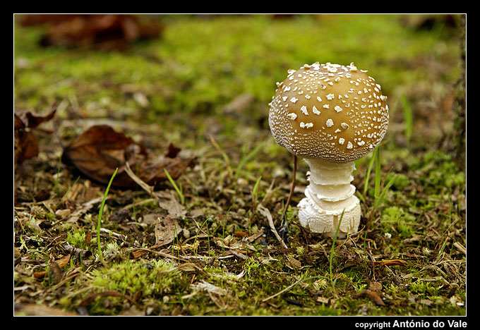 фото "Cogumelo" метки: природа, макро и крупный план, 