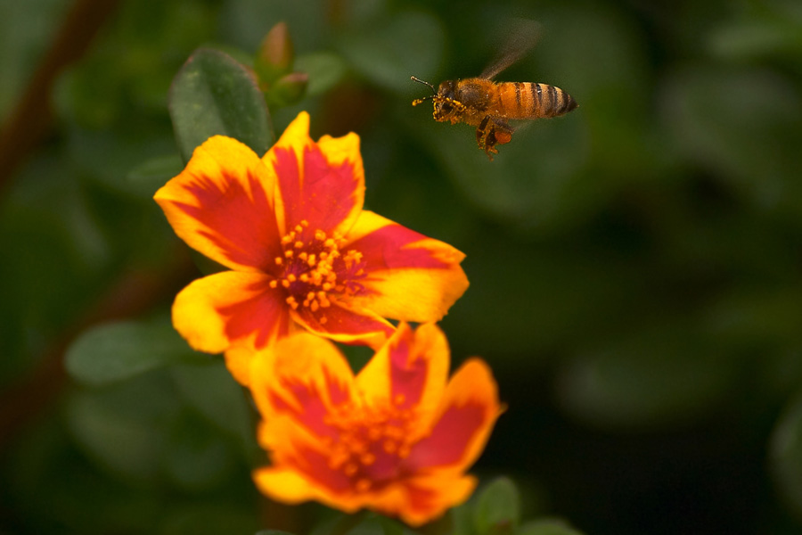 фото "Supper of a bee" метки: природа, насекомое, цветы