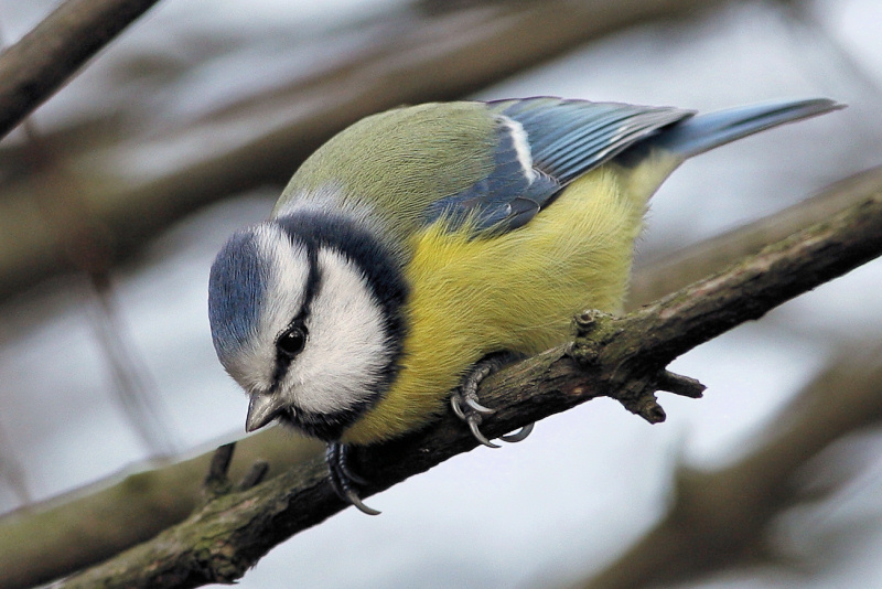 photo "Parus caeruleus (2)" tags: nature, wild animals